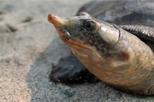 Black Softshell Turtle: বিৰল প্ৰজাতিৰ কাছ সংৰক্ষণৰ কাৰণে আগবাঢ়ি আহিল হাজোৰ প্ৰসিদ্ধ হয়গ্ৰীৱ মাধৱ মন্দিৰ কমিটী ...