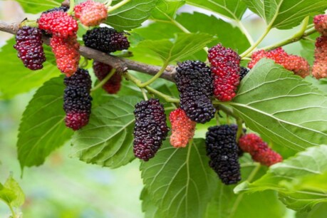 Mulberry Benefits: সুলভ কিন্তু অখ্যাত এবিধ ফল, য'ত আছে কৰ্কটৰ পৰা হৃদযন্ত্ৰৰ জটিল ৰোগলৈ সমাধান, এইবিধ ফলৰ বিষয়ে জানি লওক Mulberry Benefits: সুলভ কিন্তু অখ্যাত এবিধ ফল, য'ত আছে কৰ্কটৰ পৰা হৃদযন্ত্ৰৰ জটিল ৰোগলৈ সমাধান, এইবিধ ফলৰ বিষয়ে জানি লওক