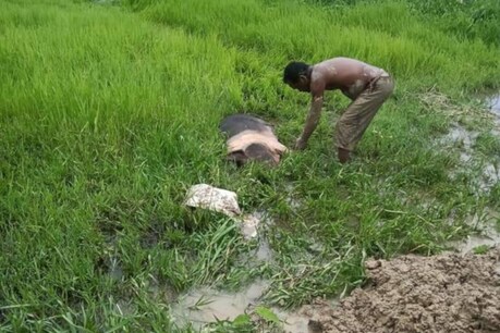 নাজিৰাত আফ্ৰিকান ছোৱাইন ফিভাৰৰ আতংক, বিমোৰত পৰিছে গাহৰি পালক, সপ্তাহটোত মৃত্যু ৫৩টাকৈ গাহৰিৰ নাজিৰাত আফ্ৰিকান ছোৱাইন ফিভাৰৰ আতংক, বিমোৰত পৰিছে গাহৰি পালক, সপ্তাহটোত মৃত্যু ৫৩টাকৈ গাহৰিৰ