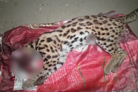জালুকবাৰীৰ শৰাইঘাট দলঙৰ সমীপত মৃত অৱস্থাত উদ্ধাৰ নাহৰফুটুকী পোৱালি জালুকবাৰীৰ শৰাইঘাট দলঙৰ সমীপত মৃত অৱস্থাত উদ্ধাৰ নাহৰফুটুকী পোৱালি
