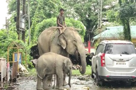 Elephant Arrested in Assam : আজৱ খবৰ ! অসম আৰক্ষীয়ে গ্ৰেপ্তাৰ কৰিলে এজনী হাতী। পোৱালিও আছে লগত। Elephant Arrested in Assam : আজৱ খবৰ ! অসম আৰক্ষীয়ে গ্ৰেপ্তাৰ কৰিলে এজনী হাতী। পোৱালিও আছে লগত।