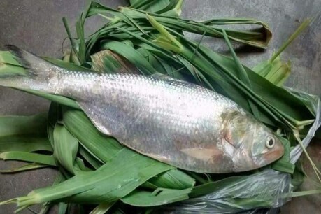 Costliest Fish: গোদাবৰী নৈৰ এইবিধ বিখ্যাত মাছ প্ৰতি কেজিত বিক্ৰী হয় ৫ৰ পৰা ১৭ হাজাৰ টকাত, অনন্য সোৱাদ Costliest Fish: গোদাবৰী নৈৰ এইবিধ বিখ্যাত মাছ প্ৰতি কেজিত বিক্ৰী হয় ৫ৰ পৰা ১৭ হাজাৰ টকাত, অনন্য সোৱাদ