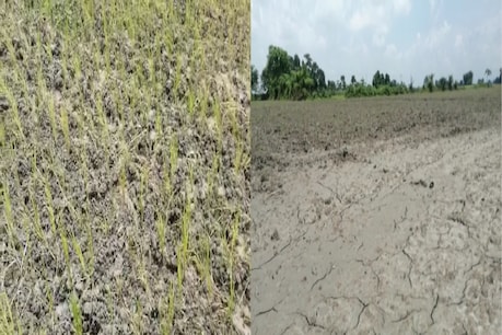 Draught in Assam : খৰাঙৰ কৱলত পৰিছে ৰাজ্যৰ বিভিন্ন অঞ্চল। নগাঁৱত ছিঁৰাল ফাট দিছে শ শ বিঘা শালি ধানৰ খেতি পথাৰত। Draught in Assam : খৰাঙৰ কৱলত পৰিছে ৰাজ্যৰ বিভিন্ন অঞ্চল। নগাঁৱত ছিঁৰাল ফাট দিছে শ শ বিঘা শালি ধানৰ খেতি পথাৰত।