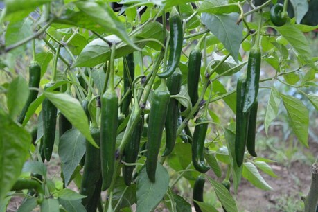 Health Benefits of Chilli: জলকীয়া সদায়ে খোৱা হয়, কিন্তু স্বাস্থ্যৰ ক্ষেত্ৰত ই কেনেদৰে উপকাৰ সাধে জানেনে? Health Benefits of Chilli: জলকীয়া সদায়ে খোৱা হয়, কিন্তু স্বাস্থ্যৰ ক্ষেত্ৰত ই কেনেদৰে উপকাৰ সাধে জানেনে?