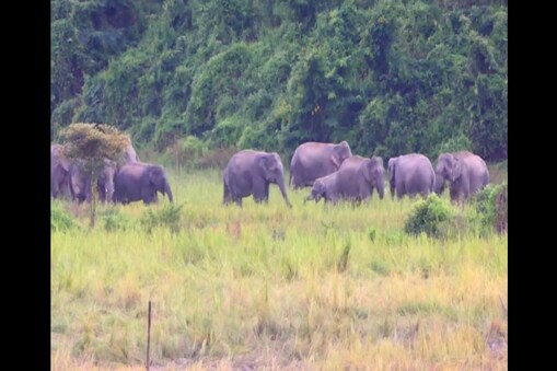 বিগত দুটা সপ্তাহে বনৰীয়া হাতীৰ এটা জাকে ভৈয়ামৰ পথাৰলৈ নগৈ হাতীৰ কাৰণে ৰোপন কৰা গছ-লতিকা খাদ্য হিচাপে গ্ৰহণ কৰিছে।