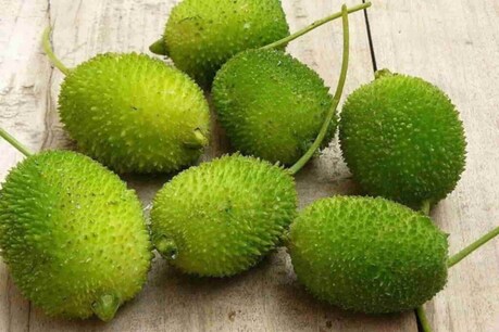 Spiny Gourd: ঔষধি গুণেৰে সমৃদ্ধ ভাতকেৰেলা, উচ্চ ৰক্তচাপ নিয়ন্ত্ৰণকে ধৰি ইয়াৰ ৫টা বিশেষ গুণাগুণ Spiny Gourd: ঔষধি গুণেৰে সমৃদ্ধ ভাতকেৰেলা, উচ্চ ৰক্তচাপ নিয়ন্ত্ৰণকে ধৰি ইয়াৰ ৫টা বিশেষ গুণাগুণ