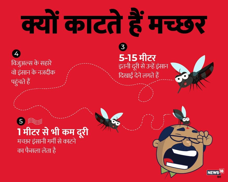  ৫ ৰ পৰা  ১৫ মিটাৰ দূৰত্বৰ পৰা, তেওঁলোকে মানুহ  চাবলৈ আৰম্ভ কৰে। দৃশ্যৰ জৰিয়তে, তেওঁলোকে মানুহৰ ওচৰলৈ যায়।এক মিটাৰ ওচৰলৈ গৈ, তেওঁলোকে শৰীৰৰ তাপৰ পৰা সিদ্ধান্ত লয় যে কামুৰিব নে কি কৰিব।