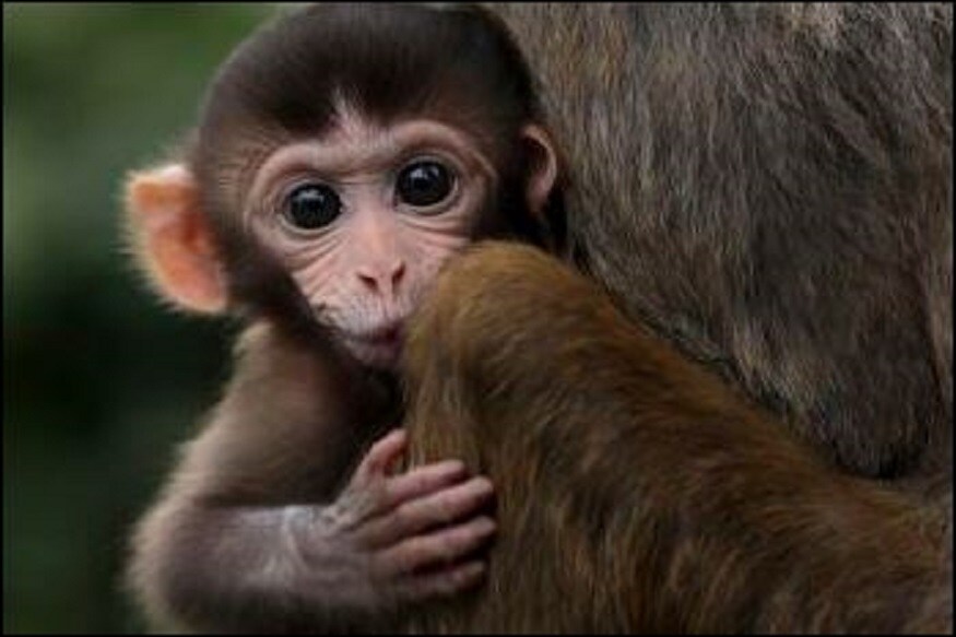  মানুহৰ দৰে বান্দৰবোৰো চাপৰ সন্মুখীন হয়। যেতিয়া পুৰস্কাৰ জিকাৰ কথা আহে, বান্দৰ (monkey) মানুহৰ দৰে তেওঁলোকৰ প্ৰদৰ্শনত বাস কৰে। আমেৰিকা যুক্তৰাষ্ট্ৰৰ পিটছবাৰ্গ বিশ্ববিদ্যালয়ৰ (America) বিজ্ঞানীসকলে বান্দৰৰ ওপৰত এটা গৱেষণা চলাইছিল। গৱেষণাই প্ৰকাশ কৰিছিল যে প্ৰদৰ্শনৰ চাপ বৃদ্ধি হ'লে বান্দৰবোৰে শ্বাসৰুদ্ধ অনুভৱ কৰে। পুৰস্কাৰ জিকাৰ ক্ষেত্ৰত এই চাপ আৰু বৃদ্ধি পায়। বিজ্ঞানীসকলে বান্দৰৰ সৈতে কিমান চাপৰ মোকাবিলা কৰে বুজিবলৈ গৱেষণা চলাইছিল। বিজ্ঞানীসকলে প্ৰত্যাহ্বানৰ মোকাবিলা কৰিবলৈ  ৩টা ৰিচাছ বান্দৰক প্ৰশিক্ষণ দিছিল। ফলস্বৰূপে, পুৰষ্কাৰ বৃদ্ধি হোৱাৰ লগে লগে বান্দৰৰ প্ৰদৰ্শনো বৃদ্ধি হয়। (ফটো  CNN)