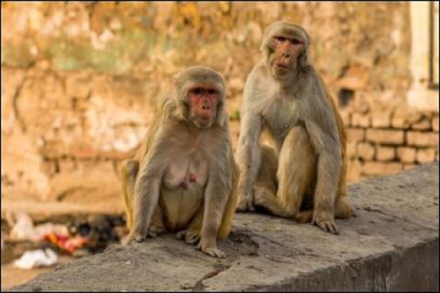  বিজ্ঞানীসকলে কয় যে ২৫ শতাংশ বান্দৰ বিফল হৈছিল যেতিয়া আটাইতকৈ ডাঙৰ পুৰস্কাৰ জেকপটটো বান্দৰৰ সন্মুখত ৰখা হৈছিল। ইয়াৰ কাৰণ হ'ল বান্দৰবোৰ জেকপট জিকিবলৈ অধিক চাপৰ সন্মুখীন হয়। গৱেষণা অনুসৰি, যিদৰে এজন ব্যক্তিয়ে দৰ্শকৰ সন্মুখত প্ৰদৰ্শন কৰি চাপৰ সন্মুখীন হয়, ঠিক তেনেদৰে বান্দৰবোৰো চাপৰ সন্মুখীন হয়। (ফটো  CNN)