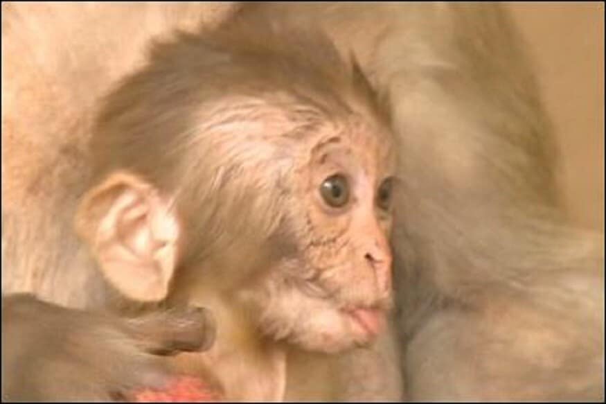  গৱেষণাৰ সময়ত, ৩ টা বান্দৰক প্ৰশিক্ষণ দিয়া হৈছিল। প্ৰশিক্ষণৰ সময়ত, তেওঁলোকক বৰ্ণনা কৰা হৈছিল যে পুৰষ্কাৰটো কিমান ডাঙৰ আছিল। একে সময়তে, তেওঁলোকে সৰু, মজলীয়া, ডাঙৰ জেকপট পুৰষ্কাৰ পাবলৈ ট্ৰেণ্ডিং কৰিছিল। প্ৰশিক্ষণৰ সময়ত পুৰষ্কাৰৰ আকাৰ ক্ৰমান্বয়ে বৃদ্ধি কৰা হৈছিল। বিজ্ঞানীসকলে জানিব পাৰিলে যে পুৰষ্কাৰ বৃদ্ধি হোৱাৰ লগে লগে তেওঁলোকৰ প্ৰদৰ্শনো বৃদ্ধি পাইছিল। কিন্তু যেতিয়া আটাইতকৈ ডাঙৰ পুৰষ্কাৰৰ পাল আছিল, তেওঁলোক অধিক চাপত আছিল। ডাঙৰ পুৰস্কাৰ পাবলৈ তেওঁলোক ইমান হেঁচাত আছিল যে প্ৰদৰ্শন ১০ ৰ পৰা ২৫ শতাংশ হ্ৰাস পাইছিল। জেকপট পুৰষ্কাৰৰ আকাৰ মজলীয়া আকাৰৰ পুৰষ্কাৰতকৈ 10 গুণ ডাঙৰ আছিল। (ফটো . CNN)