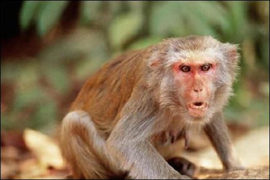  পিটছবাৰ্গ বিশ্ববিদ্যালয়ৰ বিজ্ঞানীসকলে কয় যে আচৰণৰ ক্ষেত্ৰত মানুহ আৰু বান্দৰ কিছু পৰিমাণে একে। গৱেষণায়ো এইটো প্ৰমাণ কৰিছে। গৱেষণাই প্ৰমাণ পাইছে যে বান্দৰবোৰে তেওঁলোকৰ নিজৰ আচৰণৰ ওপৰত নজৰ ৰাখে। তেওঁলোকে বুজি পায় যে তেওঁলোক কিমান সুখী আৰু তেওঁলোক কিমান নাৰ্ভাস। ((ফটো News18)