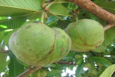 ELEPHANT APPLE : ঔটেঙা আমাৰ শৰীৰৰ বাবে কিমান উপকাৰী জানেনে? জানি লওক ঔটেঙাৰ গুণসমূহ