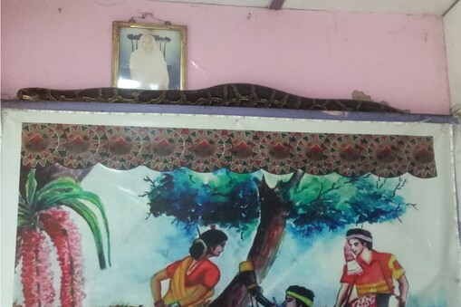 দোকানখনৰ ভিতৰত দেৱালত ওলোমাই থোৱা পেইণ্টিং এখনৰ ওপৰত অজগৰডাল দীঘলকৈ পৰি আছিল। 