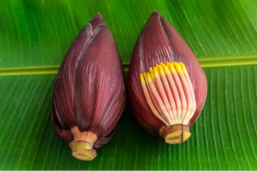 Banana Flower Health Benefits: যেতিয়া কল ফুলৰ (Banana Flower) পুষ্টিগত মূল্যৰ কথা আহে, ইয়াত যথেষ্ট আঁহ, প্ৰ'টিন, পটেছিয়াম, কেলচিয়াম, তাম, ফছফৰাছ, আইৰণ, মেগনেছিয়াম আৰু ভিটামিন ই থাকে। আমি ইয়াক কেঁচা বা ৰন্ধা দুয়োটা খাব পাৰোঁ। কেৱল সেয়াই নহয়, ইয়াক ভেষজ হিচাপেও ব্যৱহাৰ কৰা হয়। 