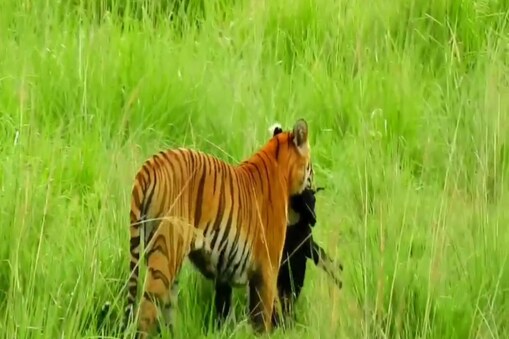 কাজিৰঙা ৰাষ্ট্ৰীয় উদ্যানৰ(Kaziranga National Park) আন এক বিৰল দৃশ্য। এইবাৰ বাঘৰ জলকেলী অথবা বাঘ আৰু গঁড়ৰ খেদা খেদি নহয়। এইবাৰ কেমেৰাত বন্দী হ'ল ঢেকীয়াপতিয়া বাঘৰ চিকাৰৰ দৃশ্য।