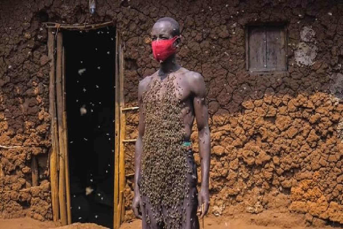  এনেদৰে, তেওঁ লাহে লাহে গোটেই মৌমাখিবোৰ নিজৰ ফালে আকৰ্ষিত কৰি তোলে। ৰাণী মৌমাখি (Queen Bee)ক নিজৰ সৈতে সংলগ্ন কৰি ৰাখিবলৈ তেওঁলোকে কঁকালত এবিধ বিশেষ ধৰণৰ বেল্ট বান্ধি লয়। বাকী মৌমাখিবোৰে আপুনা-আপুনি তেওঁলোকৰ ৰাণীক সুৰক্ষা দিবলৈ আৰু তাইৰ চাৰিওফালে ঢাল হিচাপে তেওঁৰ শৰীৰত বাহ পাতে। নদীচাবাই দীৰ্ঘদিন ধৰি এনেদৰে নিজ শৰাৰত মৌ-মাখি পুহি আহিছে, আচৰিত কথা এয়ে যে, তেওঁক কেতিয়াও মৌমাখিয়ে কামুৰি পোৱা নাই।