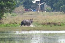 কাজিৰঙাৰ হাতীখুলি চাহ বাগিচাত গঁড়ৰ ৰুদ্ৰমূৰ্তি, ঘাইপথ পাৰ হ’বলৈ লওঁতেই বাহনত প্ৰচণ্ড খুন্দা