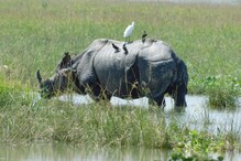 কাজিৰঙা ৰাষ্ট্ৰীয় উদ্যানৰ ফালে যোৱাৰ পূৰ্বে পঢ়ক এই প্ৰতিবেদন, অন্যথা পৰিব বিপদত! 