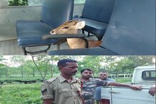 বানত উটি অহা আঘাতপ্ৰাপ্ত পহু লৈ পলায়নৰ চেষ্টা কৰা আৰক্ষী জোৱান হ'ল ৰঙাঘৰৰ আলহী...