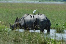 কিছু পৰিমাণে উন্নত হৈছে কাজিৰঙাৰ বান পৰিস্থিতি, কিন্তু এতিয়াও ৫০ শতাংশ অঞ্চল জলমগ্ন ! পানীৰ তলত ৬৯টা বনশিবিৰ...