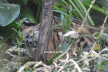 Kaziranga Tiger:  কাজিৰঙাৰ জনাঞ্চলত ঢেঁকীয়াপতীয়া বাঘৰ আতংক, বাঘৰ গৰ্জনত শংকিত ৰাইজ