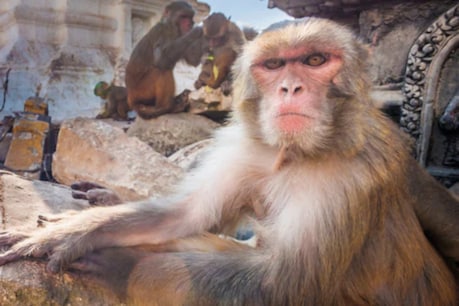 Monkey Story: প্ৰতিশোধ ল'বলৈ ২২ কিঃমিঃ যাত্ৰা কৰি আহিল এইটো বান্দৰ ! চতুৰতাৰে ট্ৰাকত উঠি গৈ পালে গন্তব্য স্থান... Monkey Story: প্ৰতিশোধ ল'বলৈ ২২ কিঃমিঃ যাত্ৰা কৰি আহিল এইটো বান্দৰ ! চতুৰতাৰে ট্ৰাকত উঠি গৈ পালে গন্তব্য স্থান...