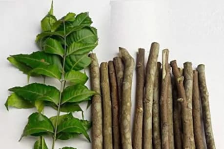 কি আচৰিত ! আমাৰ দেশৰ লোকে পছন্দ কৰে বৈদ্য়ুতিক ব্ৰাছ, বিদেশীৰ পছন্দ ভাৰতৰ প্ৰাচীন সভ্যতা ! আমেৰিকাত জনপ্ৰিয় নিম গছৰ ডাল, এক মুঠিত ১,৮০০ টকা...