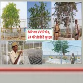 এজোপা VVIP গছ, ২৪ ঘণ্টাই দিয়া হয় সুৰক্ষা, বছৰি যাৰ নামত খৰচ হয় ১৫ লাখ টকা