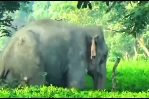 কিন্তু সকলো জানিও বকিয়াল খণ্ড বন কাৰ্যালয়ৰ বন বিষয়া কুলদীপ বৰ্মন আৰু বনকৰ্মীসকলৰ খবৰ ল'বলৈ আহৰি নাই হাতীটোৰ। 