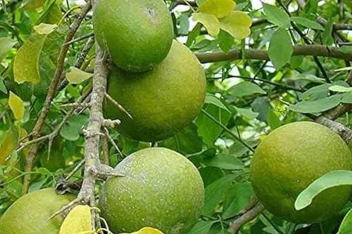 গোটেই গ্ৰীষ্মকালটোতেই  খাওক পকা বেলৰ চৰবত ৷ কিয়নো পকা বেল খালে শৰীৰ আৰু মন দুয়োটাই ভালে থাকিব ।(Health benefits of Indian bael fruit) 