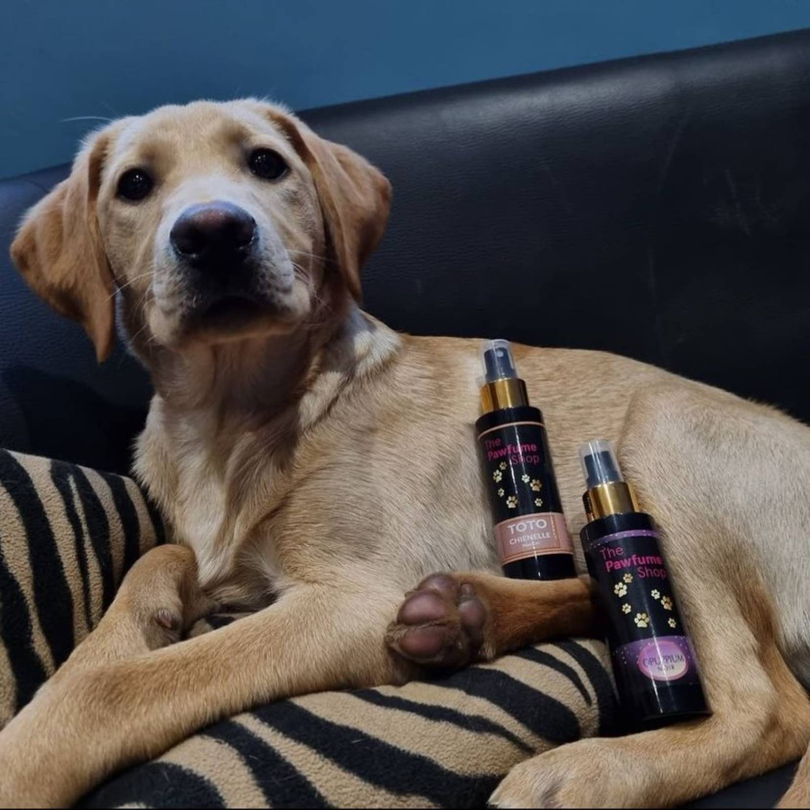 Perfume For Dogs কুকুৰৰ বাবে পাৰফিউম! শুনিছেনে কেতিয়াবা? কি কাণ্ড