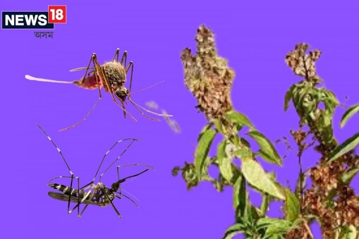 mosquito repellent plant: আপুনি জানেনে যে নাৰ্ছাৰীত মাত্ৰ ২৫ টকাতে পোৱা এবিধ উদ্ভিদে আপোনাৰ গোটেই ঘৰটো মহৰ পৰা মুক্ত কৰিব পাৰে।