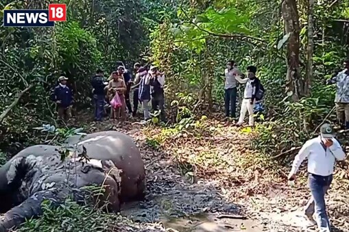  বাৰ্ধক্যজনিত কাৰণতে বন্যহস্তীটোৰ মৃত্যু হয় বুলি কয় বন বিভাগে