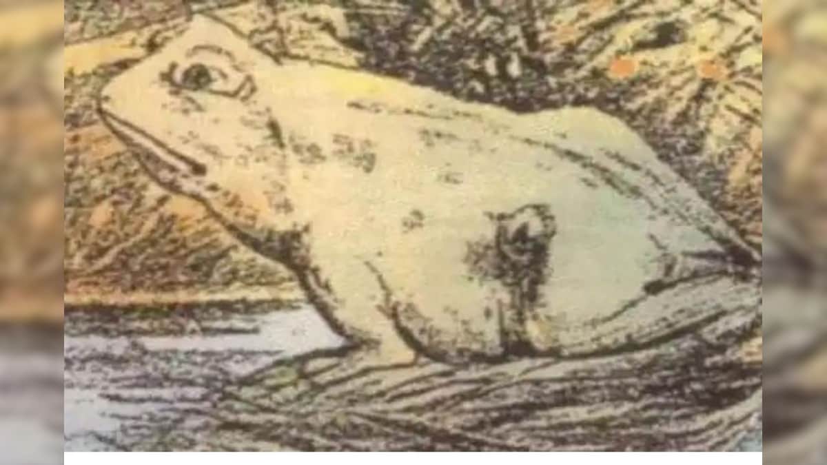 optical illusion in this picture you see a frog but there is also a ...