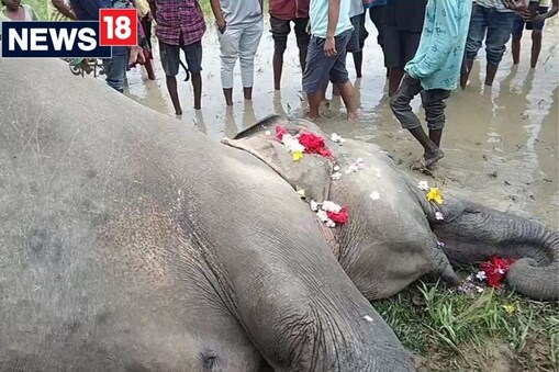 ঘটনাস্থলীত বন বিভাগৰ লোক উপস্থিত হৈ মৃত হাতীটো নিৰীক্ষণ কৰি অব্যাহত ৰাখিছে তদন্ত। 
