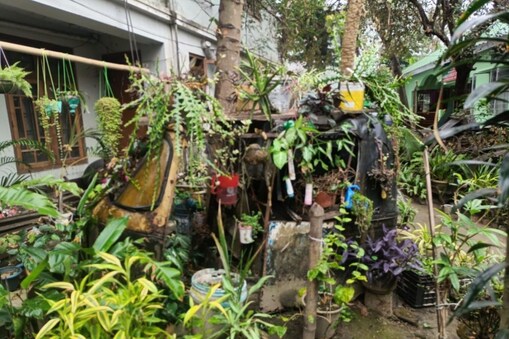 অট'ৰিক্সা খনৰ বাহিৰে ভিতৰে এতিয়া প্ৰাণ পাই উঠিছে বিভিন্ন প্ৰজাতিৰ উদ্ভিদে। 