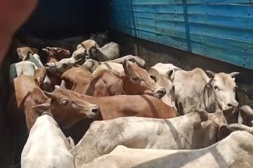 Cattle Smuggling: মঙলবাৰে ৰহা আৰক্ষীয়ে  অভিযান চলাই ৰহা টোলগেটৰ সমীপৰ পৰা জব্দ কৰে ২৩টা চোৰাং গৰুসহ এখন ট্ৰাক। 