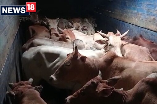 ৰহা আৰক্ষীয়ে ৰহা টোলগেট কৰ্তৃপক্ষৰ সহযোগত টোলগেটত জব্দ কৰে এই  গৰু
