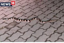 MAJULI : বিষাক্ত সাপে দংশন কৰা মহিলাক মাজুলীত প্ৰথমবাৰৰ বাবে এণ্টিভেনম ড'জ, প্ৰাণৰক্ষাত সফল