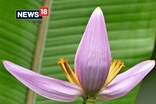 কেতিয়াবা কলফুল খাইছেনে ? কিমান বেমাৰৰ পৰা ই দূৰত ৰাখে জানেনে ?