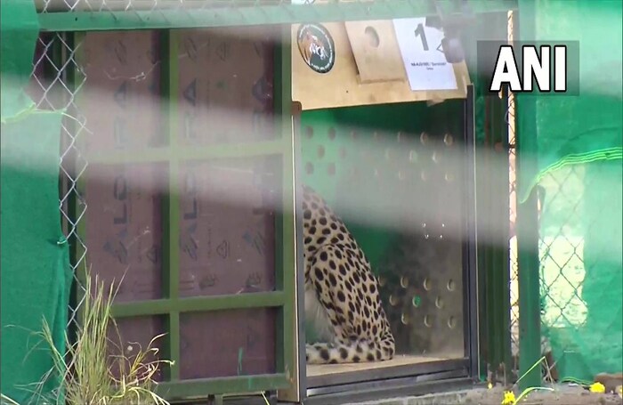 Prime Minister Narendra Modi releases the cheetahs-2