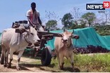 আমগুৰিৰ চাহ বাগিচাত ব্ৰিটিছ যুগৰ দৰে ব্যৱহাৰ হয় গৰুগাড়ী