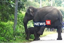 ৰংজুলিত ধান খাবলৈ আহি হাতীয়ে জন্ম দিয়ে পোৱালি,
