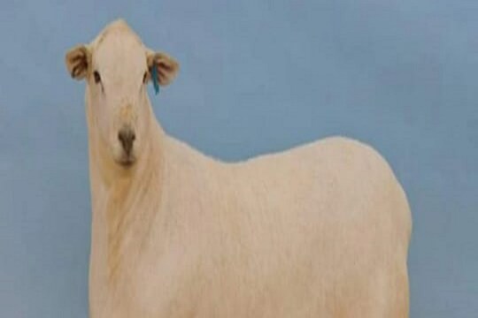 পৃথিৱীৰ আটাইতকৈ দামী ভেড়া! ২ কোটি টকাত অষ্ট্ৰেলিয়াত বিক্ৰী এটা ভেড়া