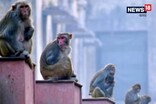 দেশৰ এই ঠাইত বান্দৰৰ নামত পঞ্জীয়ন হৈ আছে ৩২ একৰ ভূমি