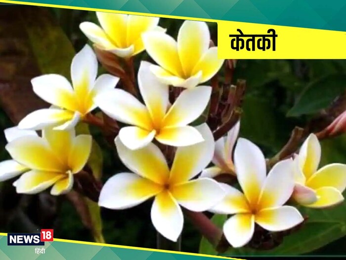 भोलेनाथ की पूजा - भगवान शिव की पूजा में कभी किसी व्यक्ति को केतकी या केवड़े के फूल नहीं चढ़ाने चाहिए. इन फूलों के उपयोग से शिव क्रोधित होते है.