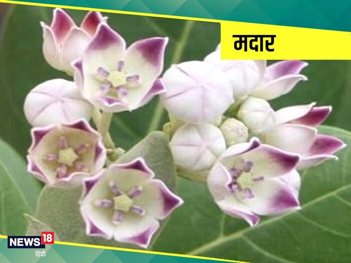माता पार्वती की पूजा- आदिशक्ति मां पार्वती की पूजा कभी भी मदार के फूलों से नहीं करनी चाहिए. इससे माता रुष्ट होती हैं.