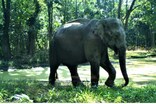 ভাৰত-ভূটান সীমান্তত বনৰীয়া হাতীৰ কৰুণ মৃত্যু, খাদ্য বিষক্ৰিয়া হৈ মৃত্যু হোৱ