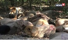 বস্তাৰে বান্ধি পথৰ কাষত পেলাই গ’ল অৰ্ধশতাধিক কুকুৰ