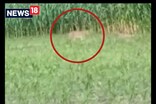 দৰঙৰ কটহগুৰিৰ মেধি চাপৰিত বাঘৰ মুক্ত বিচৰণ, আতংকিত স্থানীয় ৰাইজ